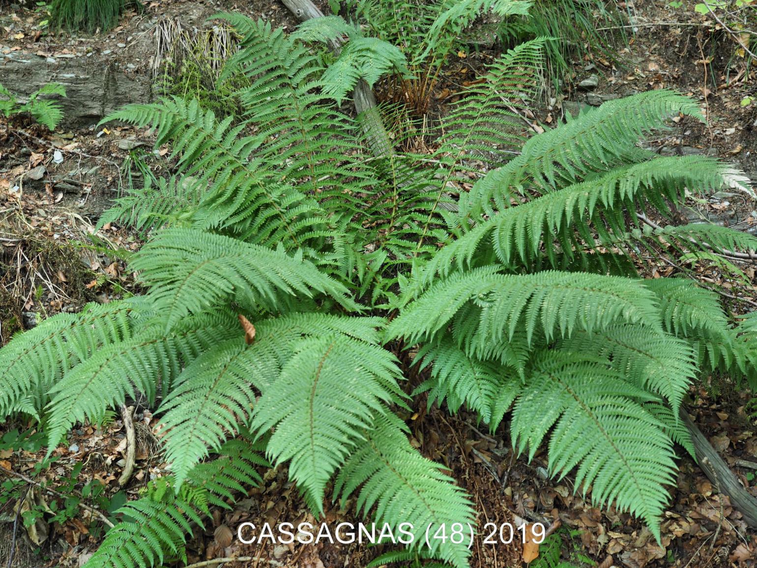 Fern, Male